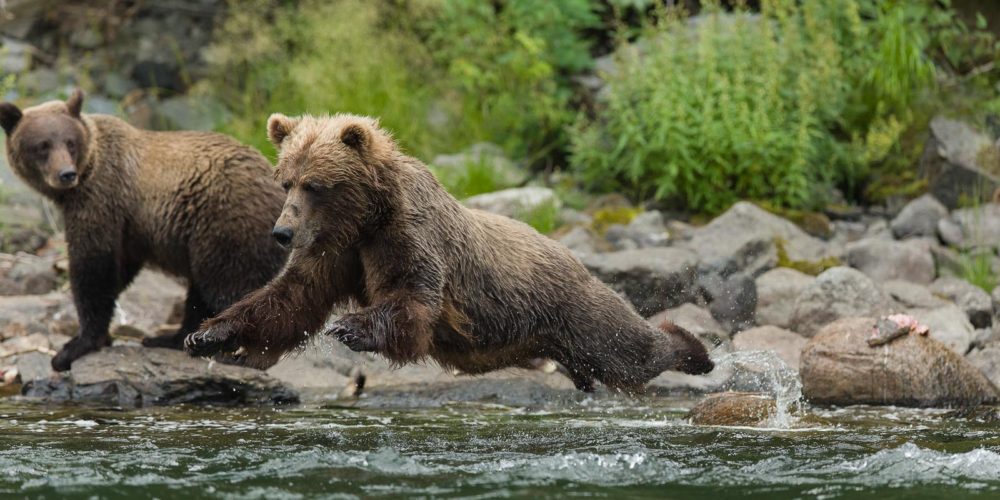 Grizzly Bear Viewing <span>at Nakina River</span>