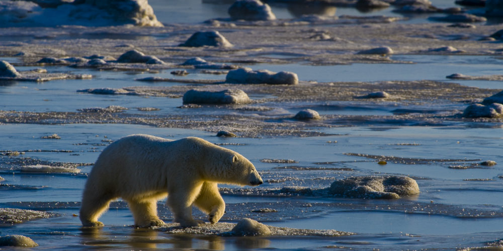 Polar Bear Travel <span>Great Ice Bear Tour</span>