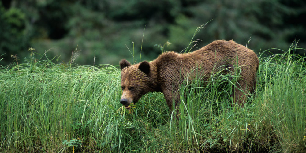 Grizzly Bear <span>Retreat</span>