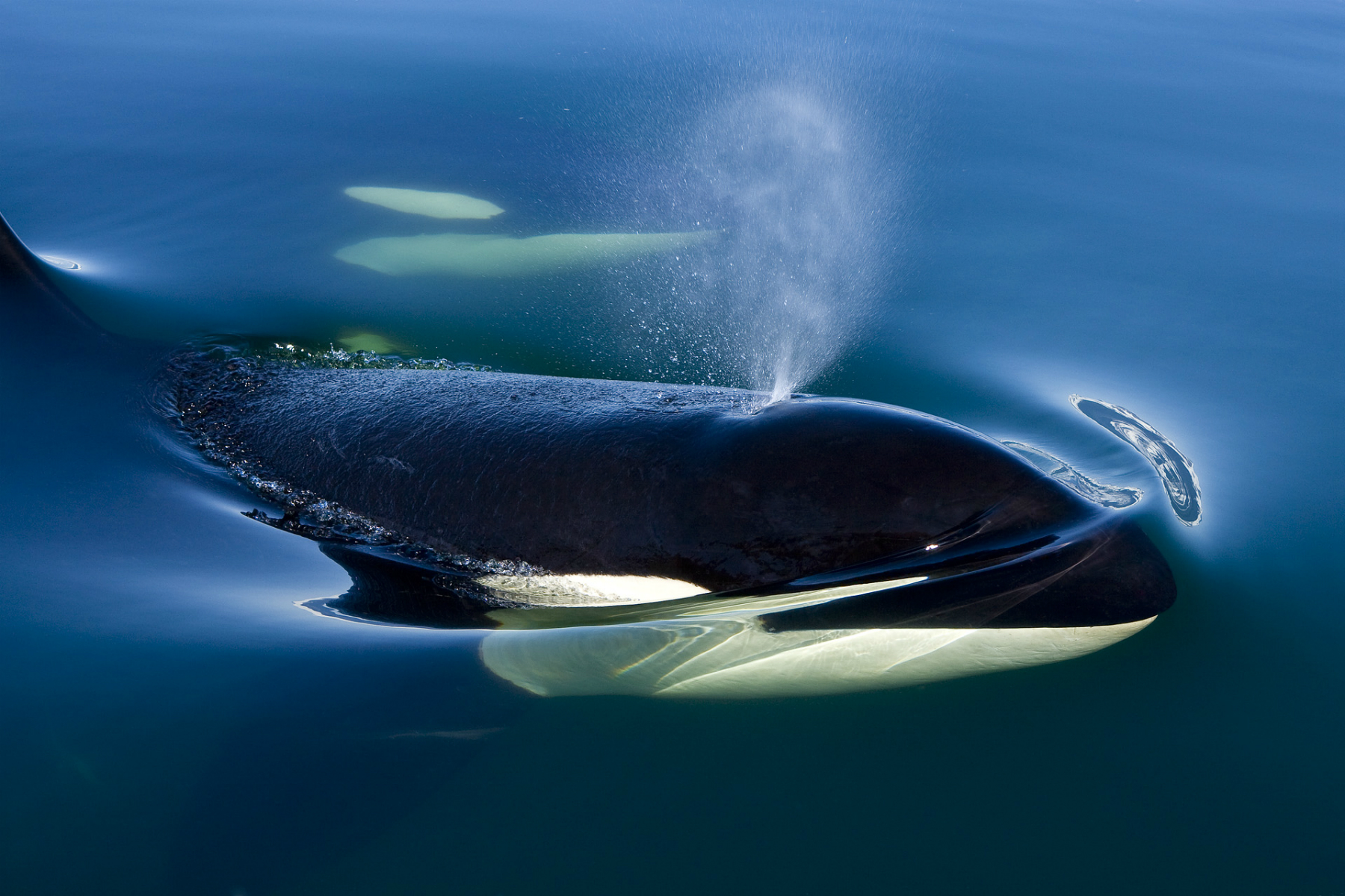 Bear And Whale Watching Tours Vancouver | Entrée Destinations