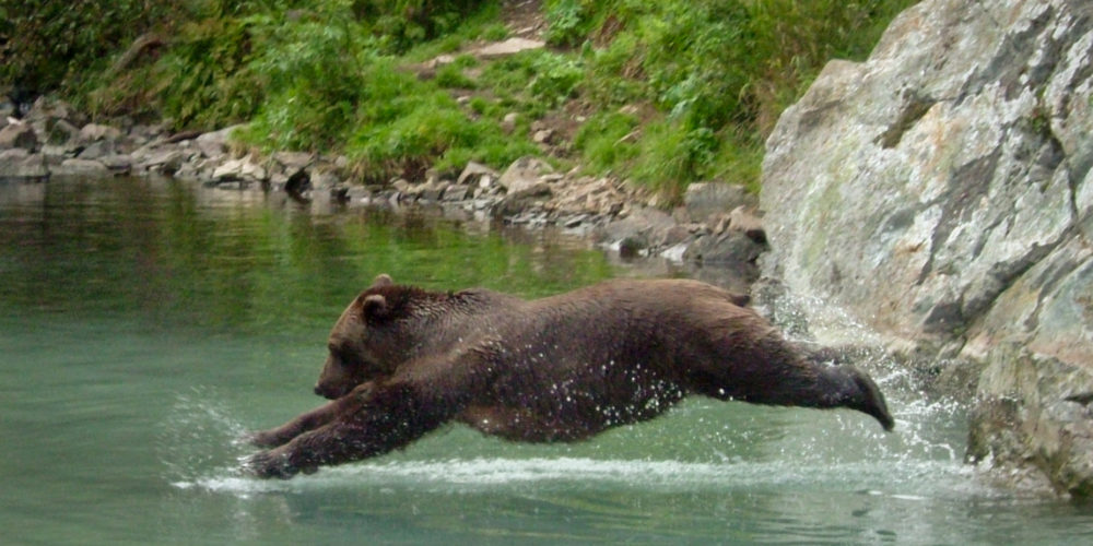 Rivers Bears <span>& Streams</span>