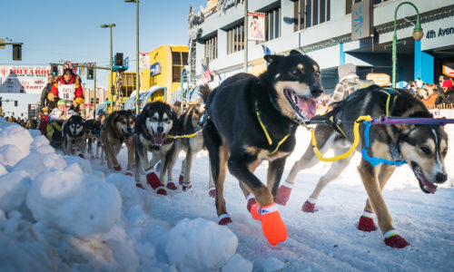 The legendary Iditarod Dog Sled Race! Photo Credit: JodyO.Photos, Visit Anchorage