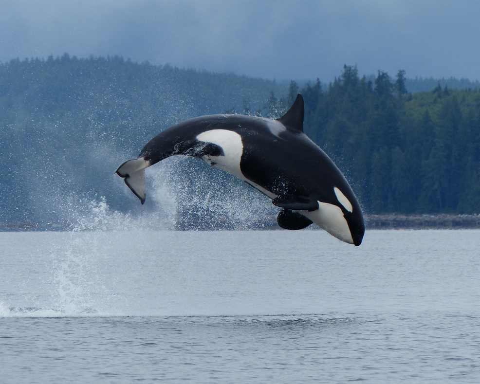 Luxury Family Vacations: an orca jumping out of the water in front of Vancouver Island. 