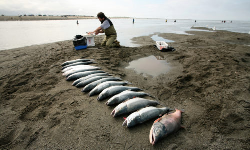 Fishes laid out in the sand
