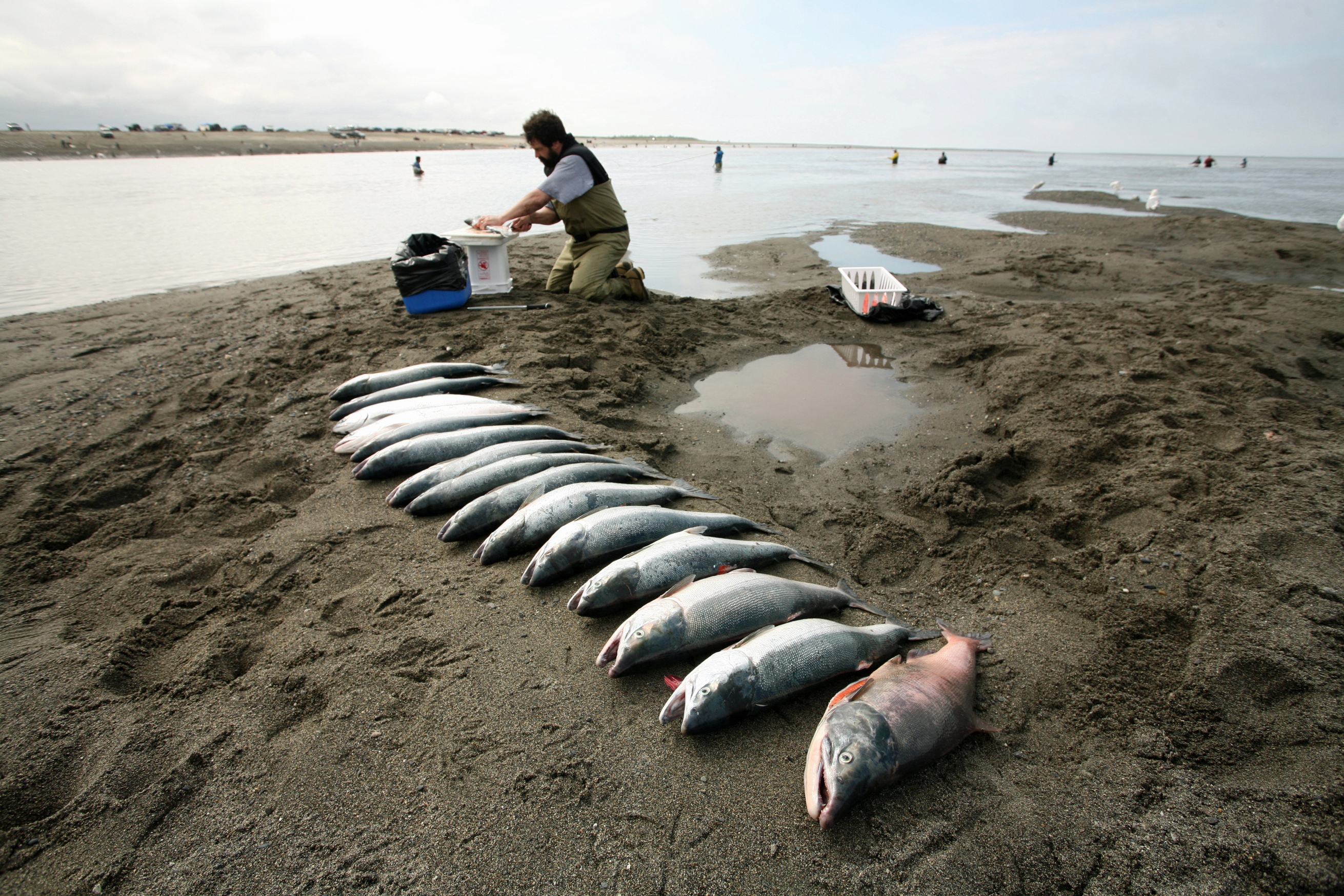 The best time to travel to Alaska: a fisherman lays out his catch of the day on the beach.