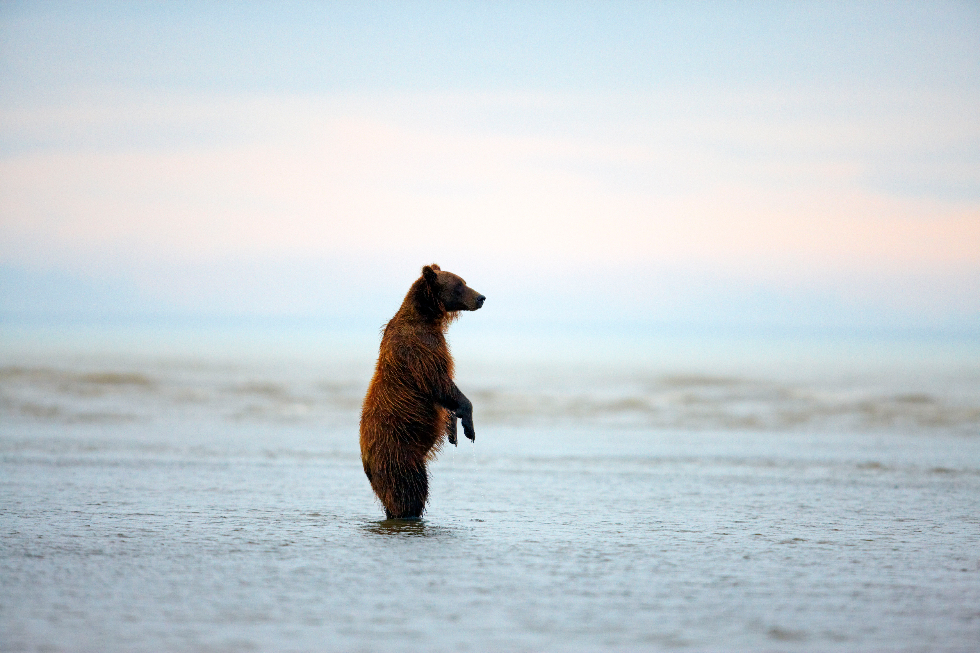 The best time to travel to Alaska: a bear stands on its hind-legs at sunset. 