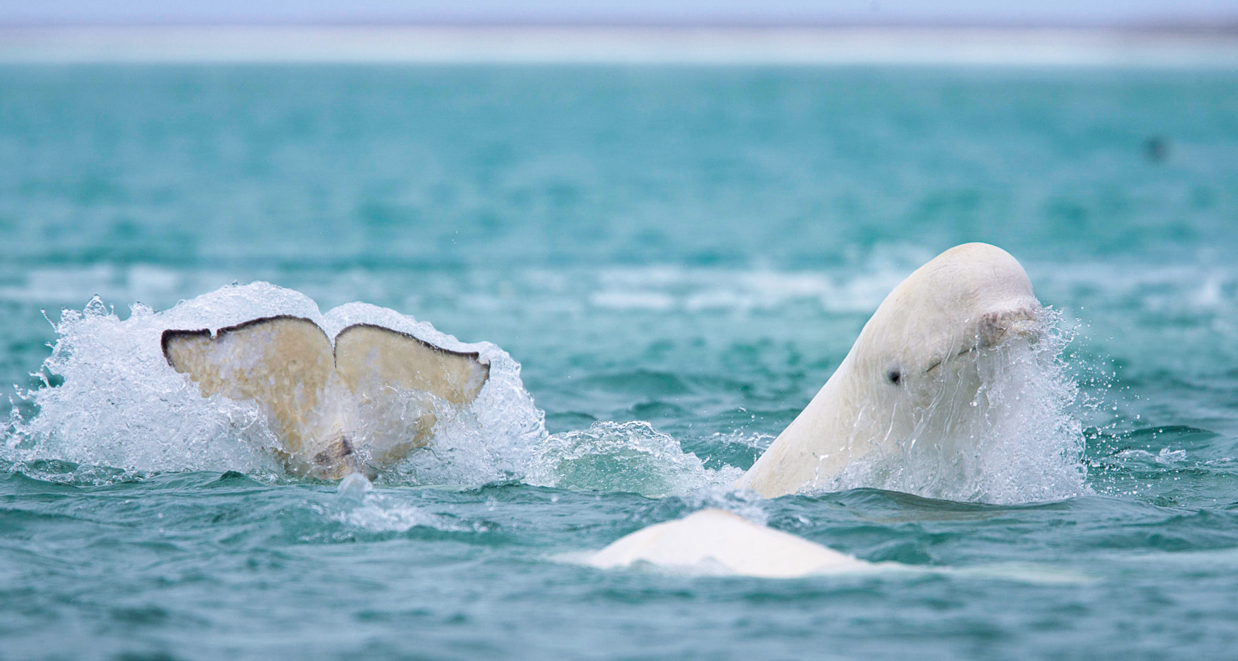 Finest lodges: beluga whale jumping from the water.