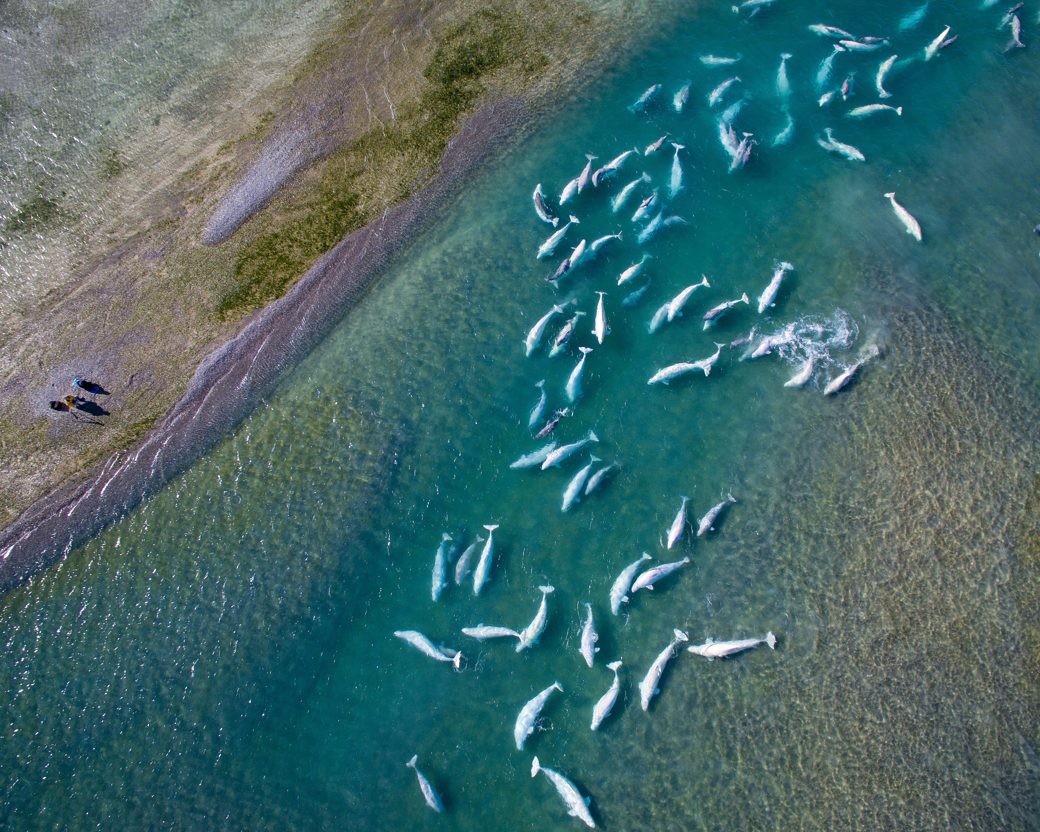 The Beluga Whale Nursery at Cunningham Inlet