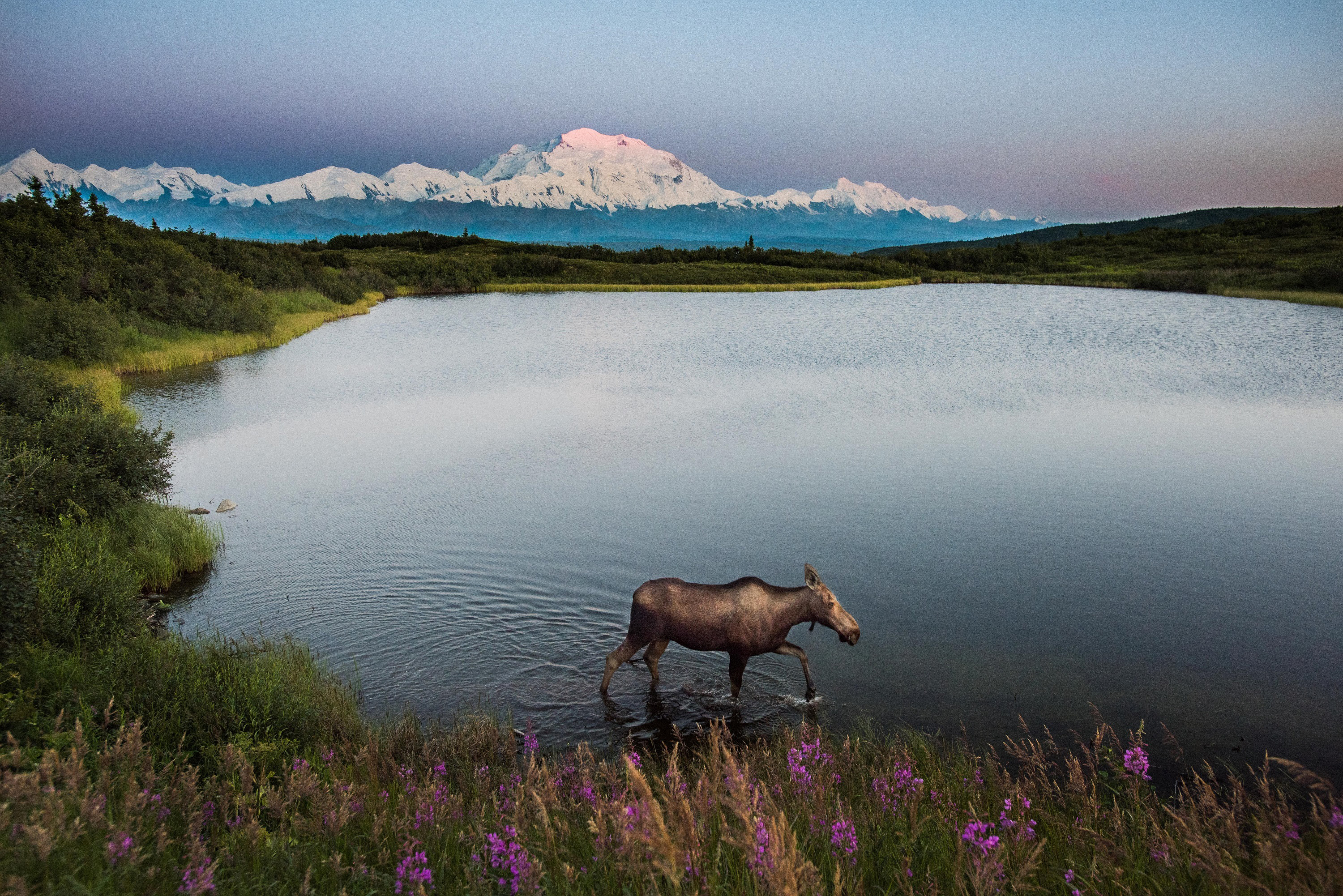The best time to travel to Alaska: a moose wandering through a lake with Mount Denali in the background.