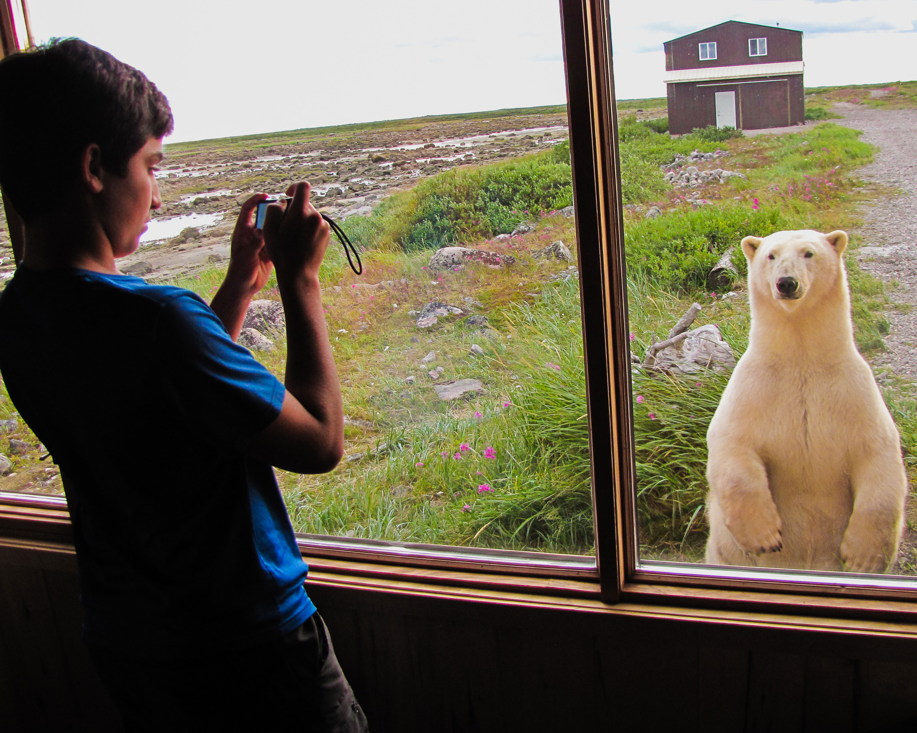 Polar Bear Watching: a polar bear looks at a boy taking a photo.