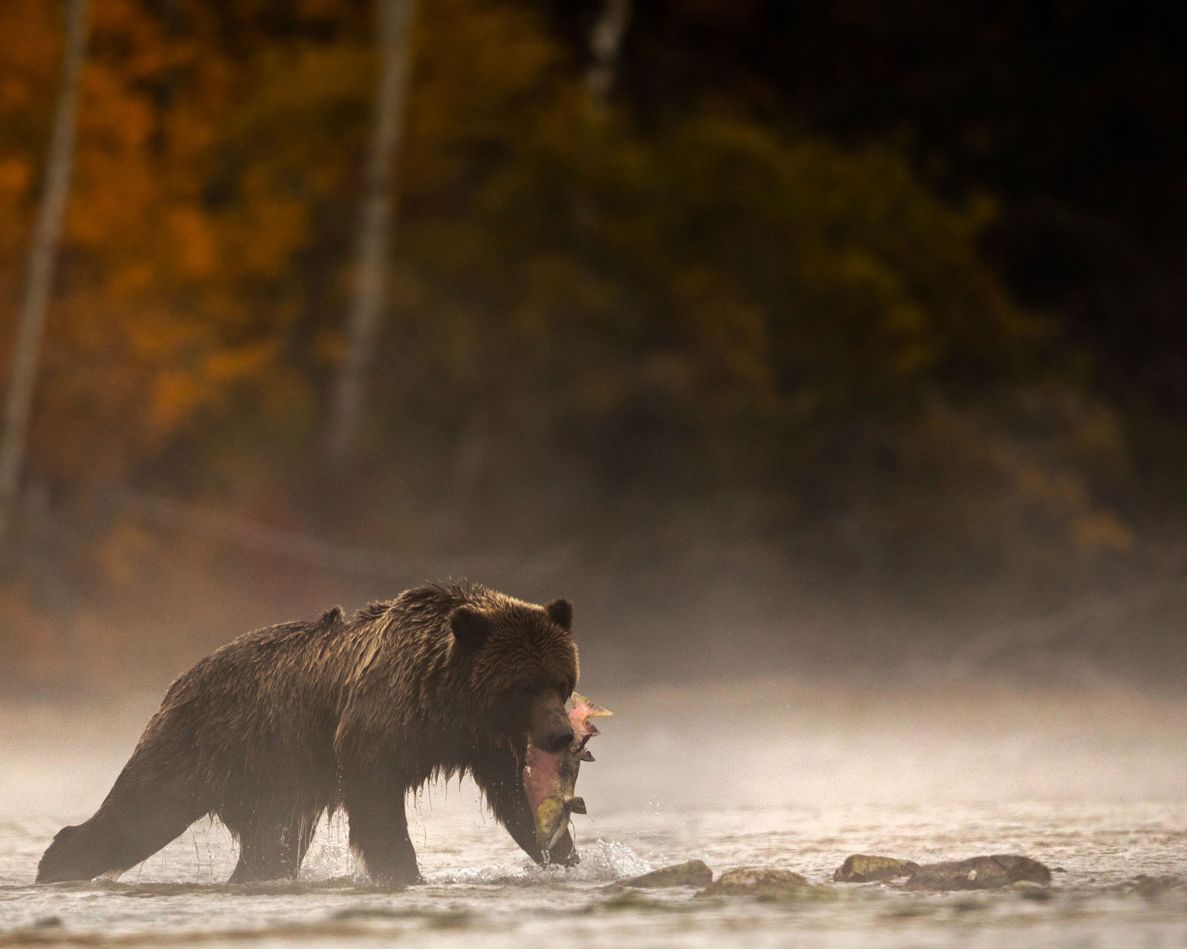 Luxury travel ideas: watching bears catch salmon.