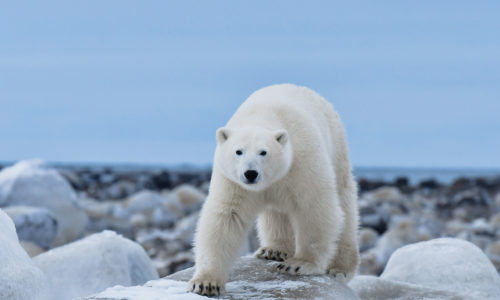 Polar-bear_photo-by-Ian-Johnson