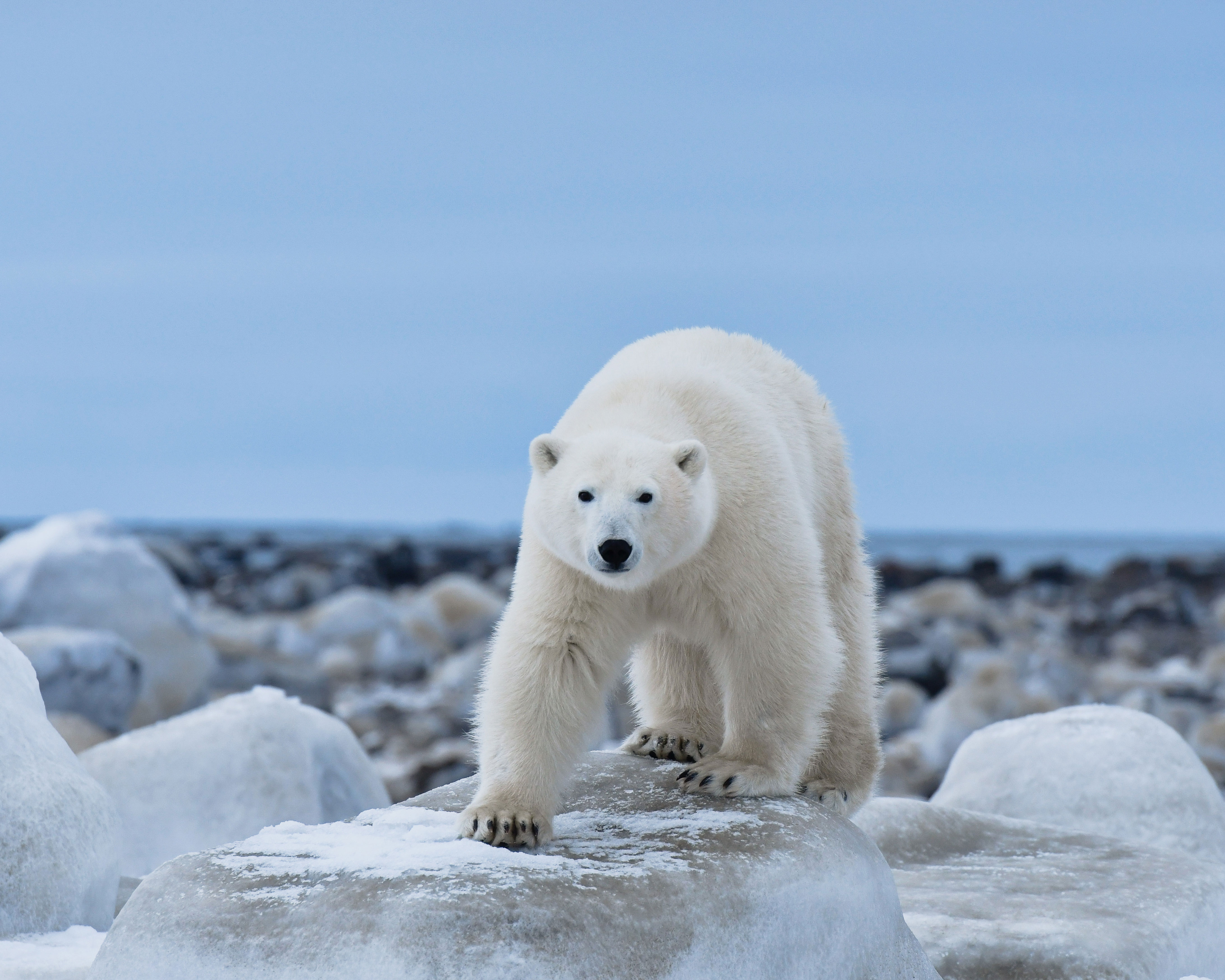 Polar Bear Watching: A polar bear on a rock looking at the camera.