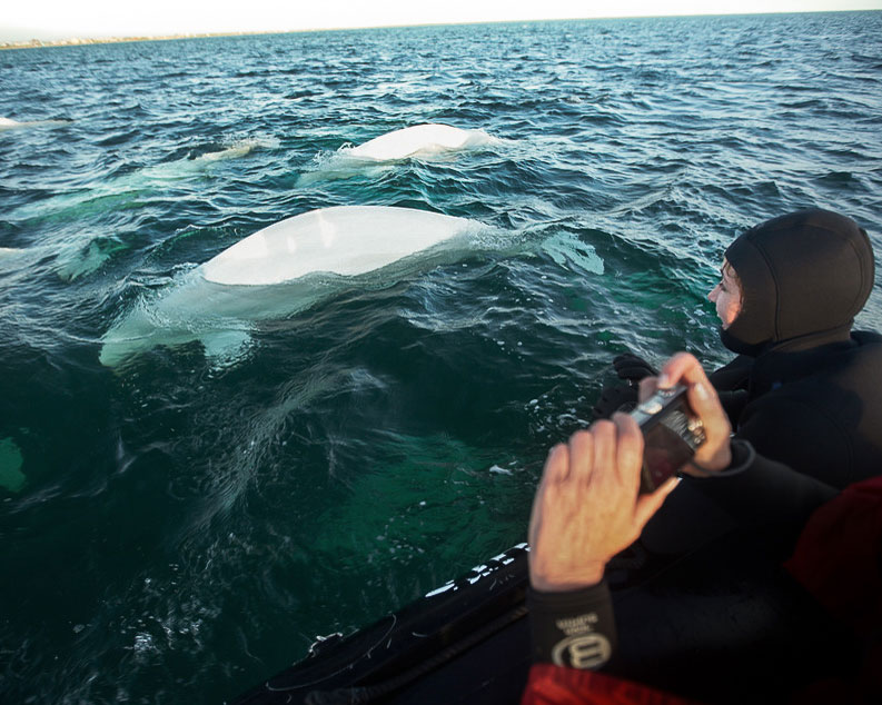 Curious beluga whale will often come and say hello!