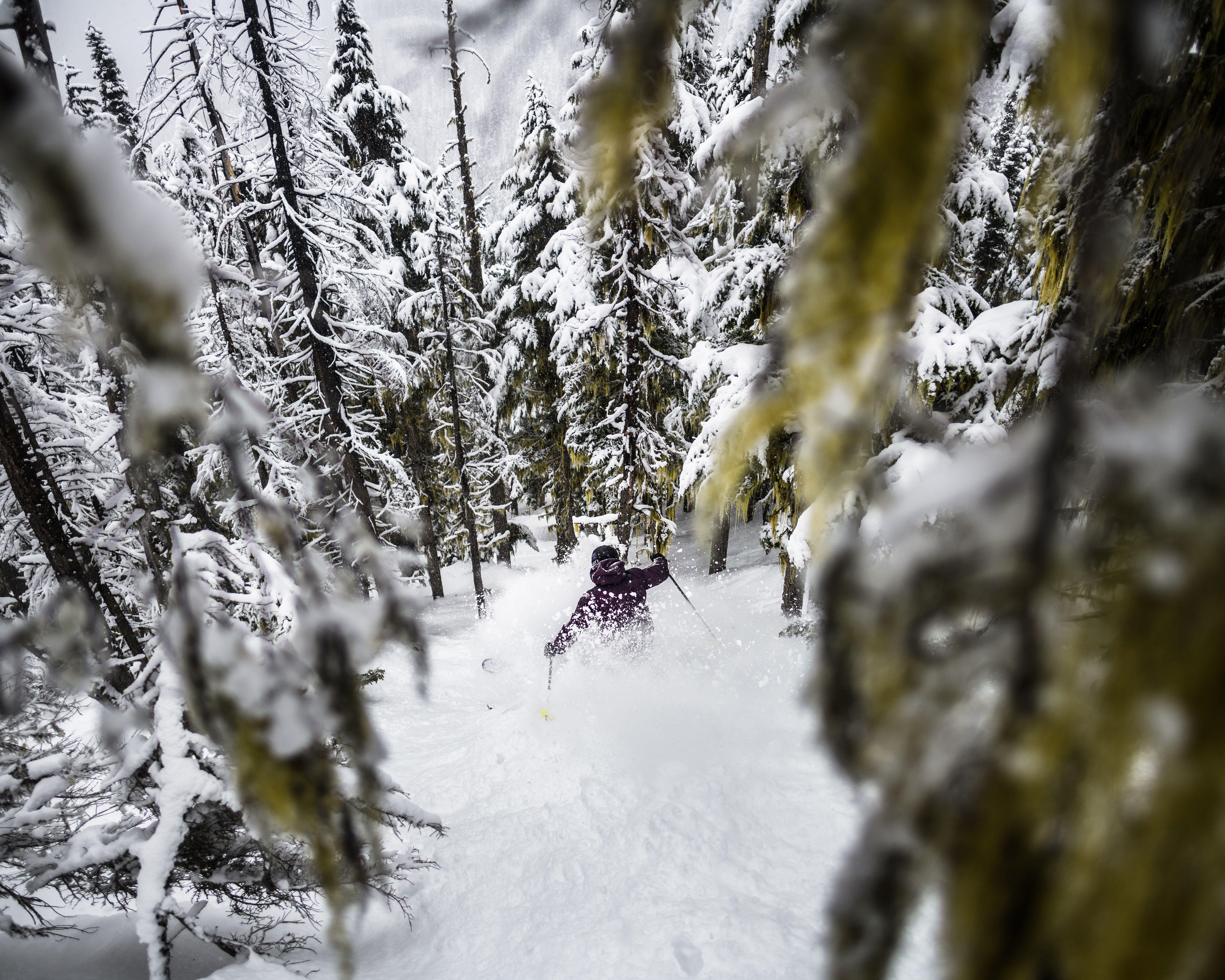 Whistler Skiing Vacations: A skier doing a gladed tree run.