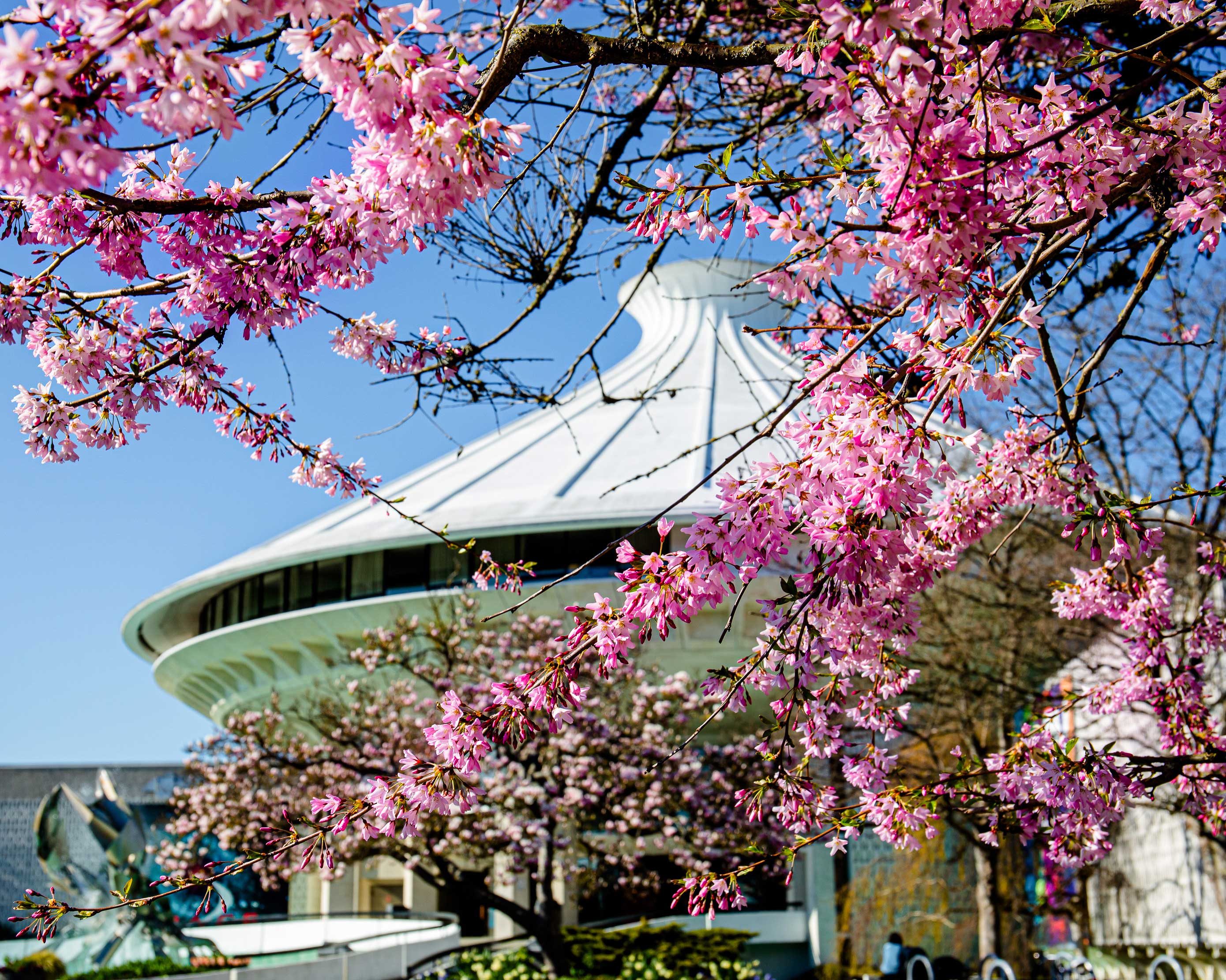 Vancouver vacations: space center with cherry blossom in the foreground.