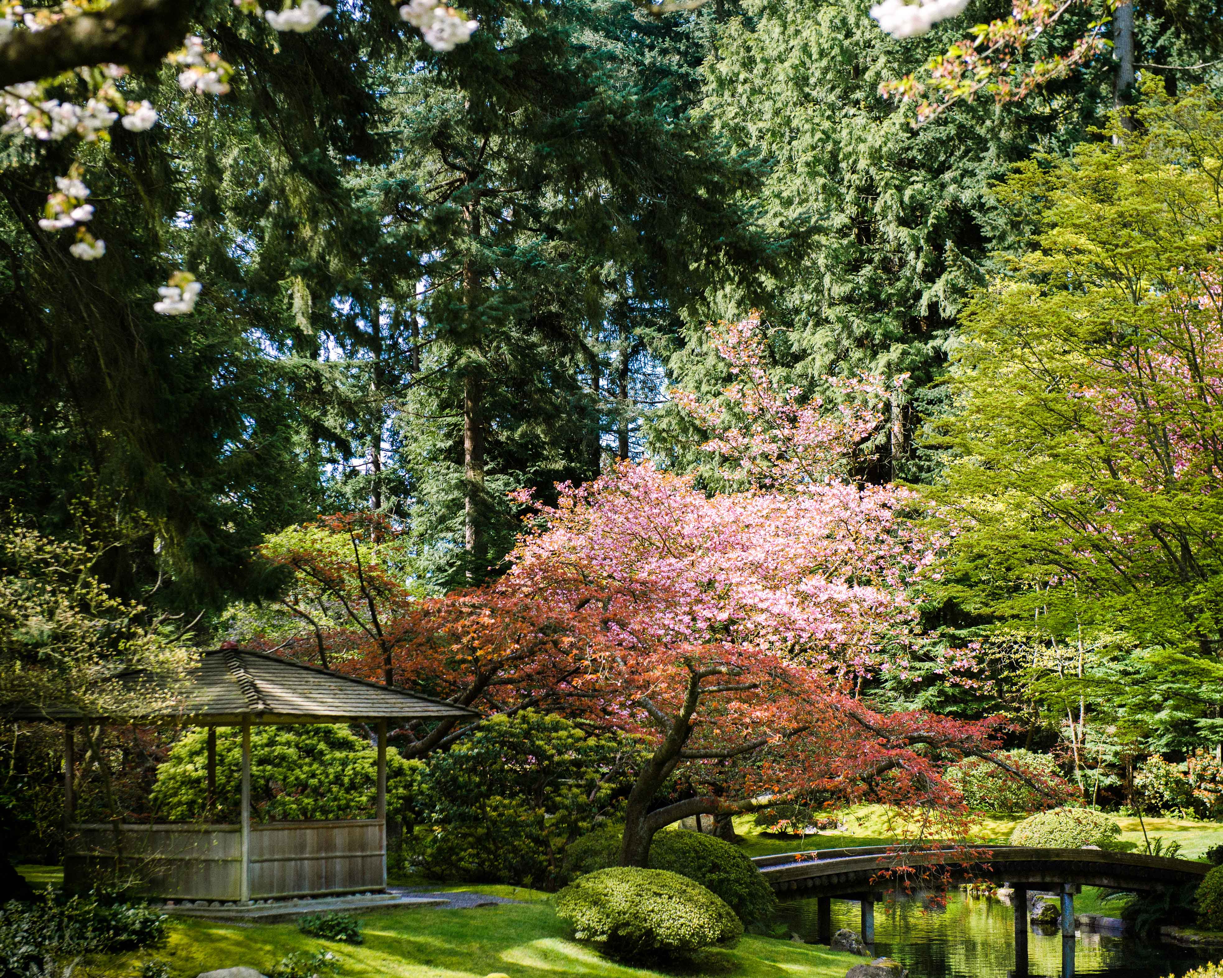 Vancouver vacations: Cherry Blossoms at UBC Nitobe Memorial Gardens.