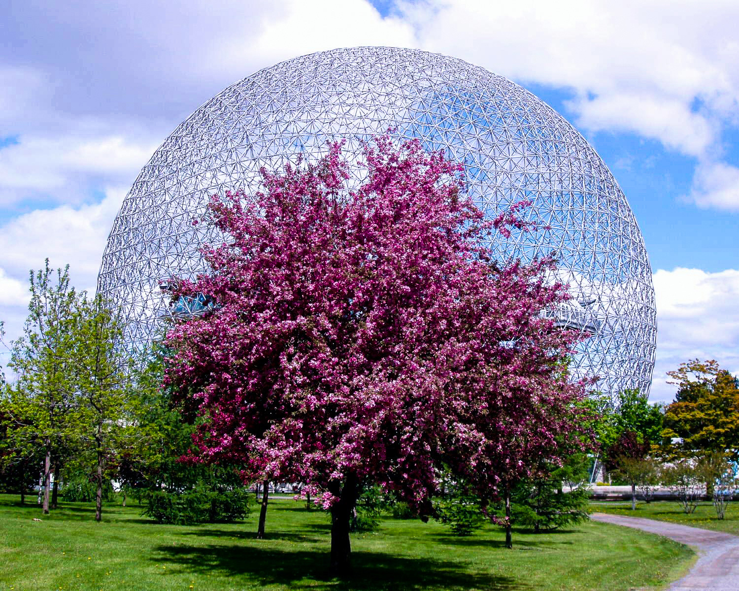 Montreal Travel Guide: Montreal pink blossom in the spring.