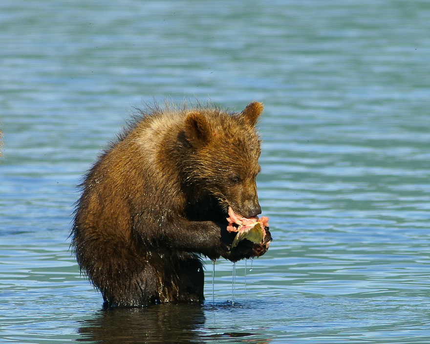 Bear watching in Alaska: a Kodiak bear cub eating some salmon.