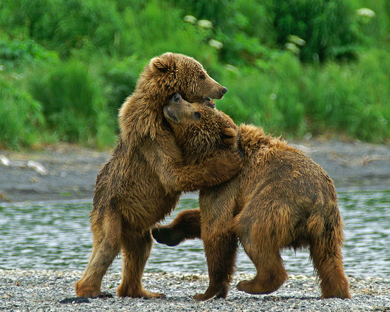 Bear watching in Alaska: two bears wrestling by the river.