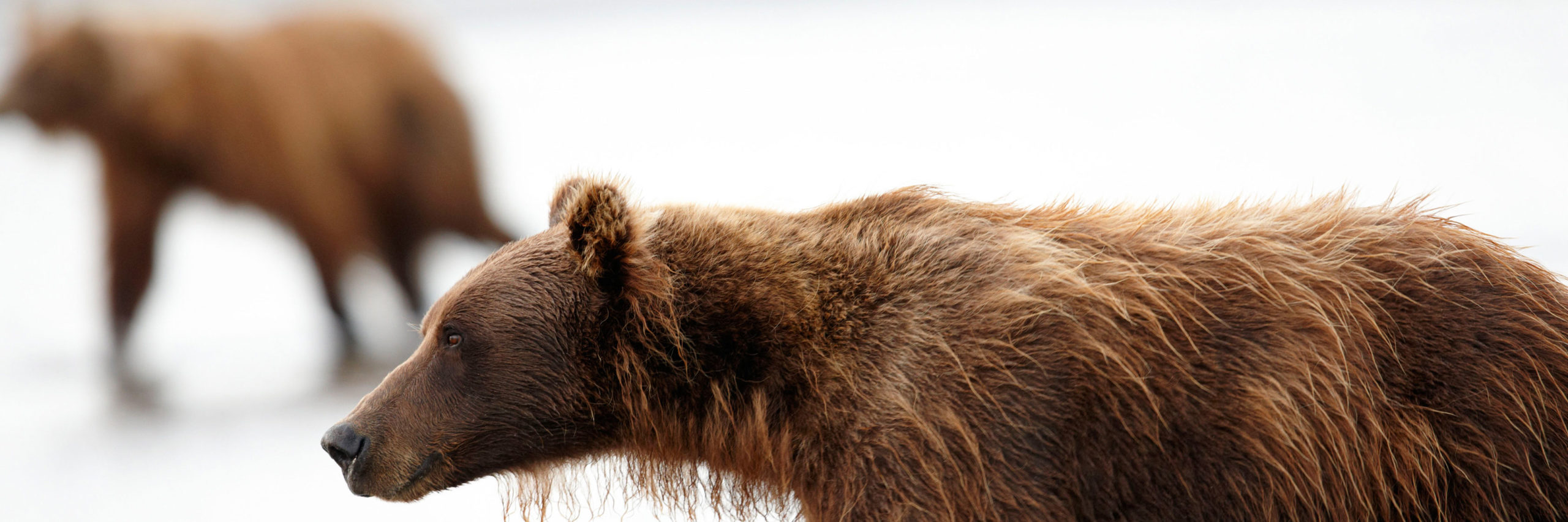 The Best Bear Watching in Alaska