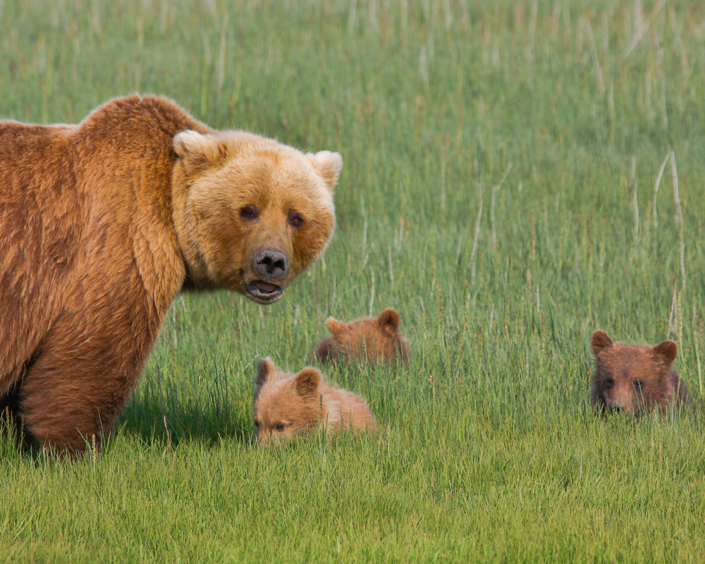 Bear watching in Alaska: a mother bear and her cubs in the grass.