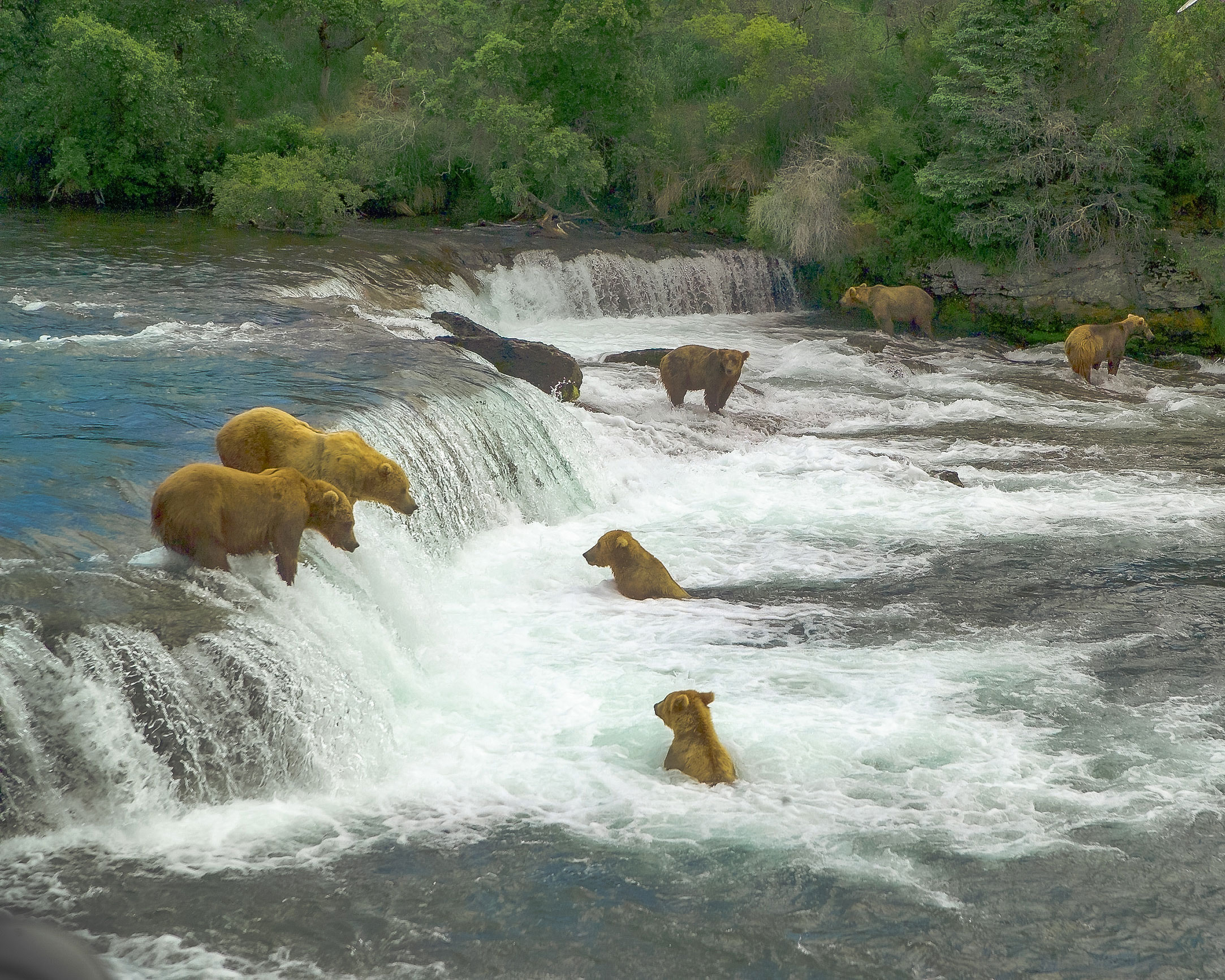 Bear watching in Alaska: bears fishing at Brook Falls in Katmai National Park.