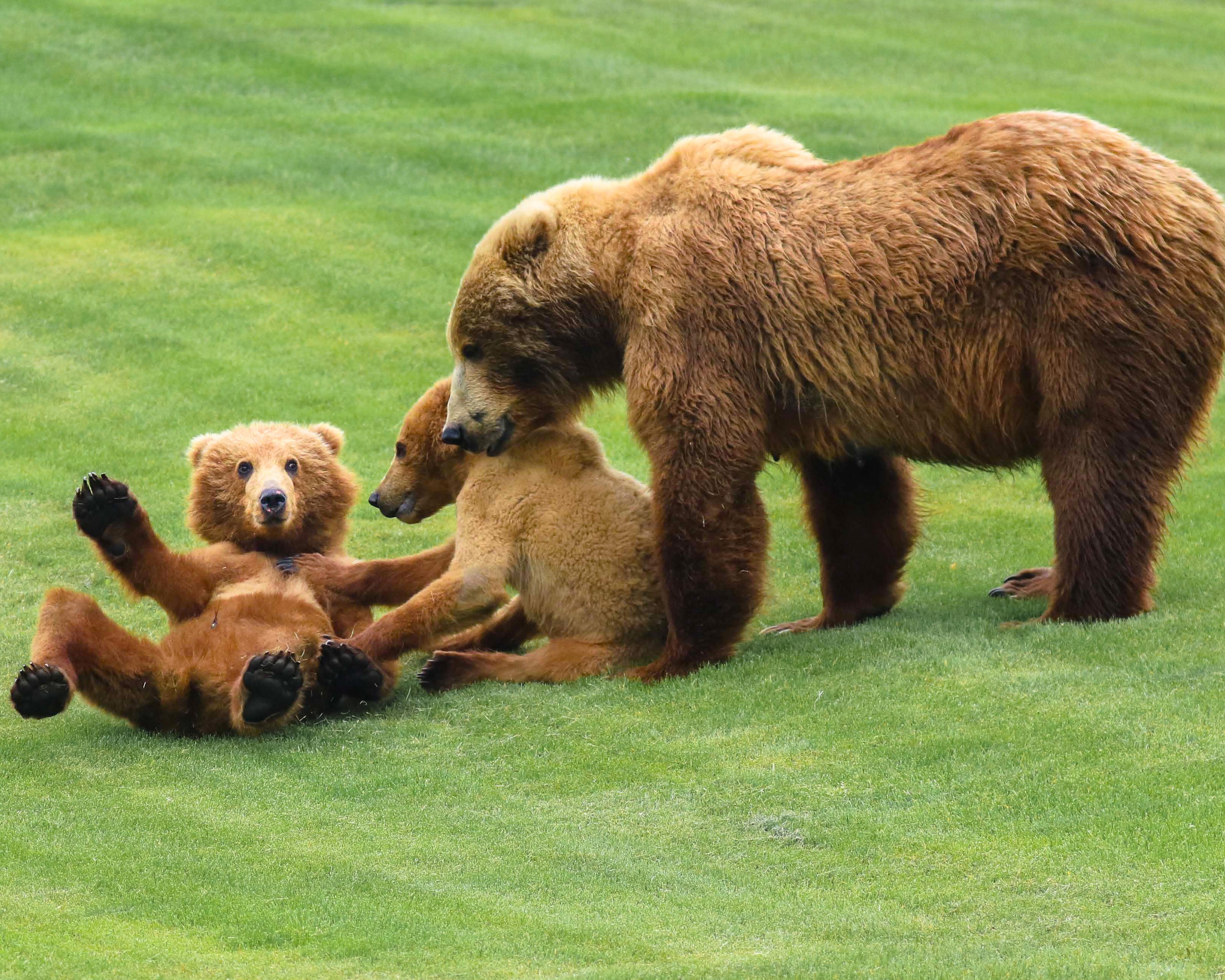 Bear watching on Kodiak Island: a sow Kodiak bear and her two cubs on grass.