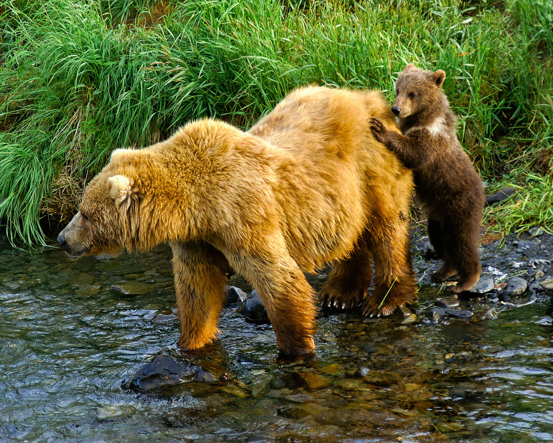 Bear watching on Kodiak Island: a sow Kodiak bear and her cub in a river.