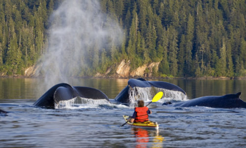 The Exclusive Alaska Inside Passage Tour Entree Destinations