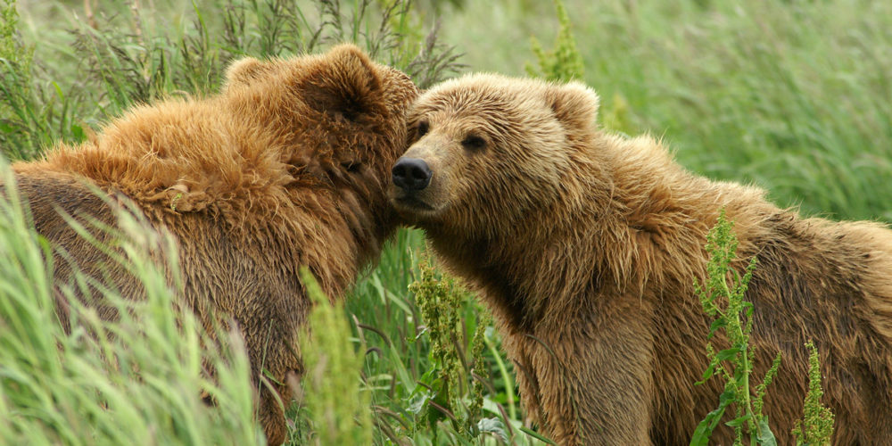 Kodiak Brown Bear <span>Adventure</span>