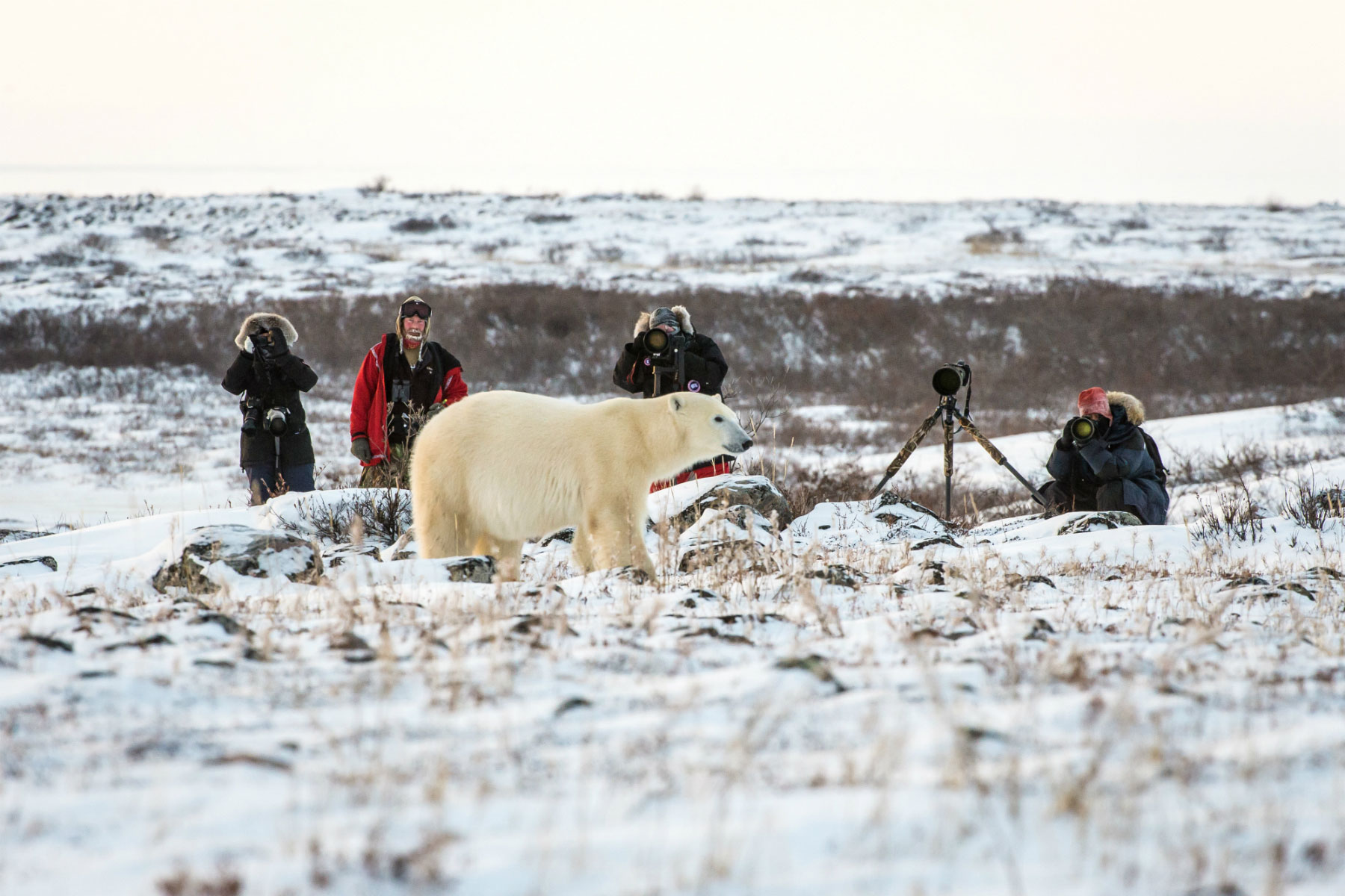 Polar Bear Safari - Polar Bear Viewing In The Arctic | Entree Destinations