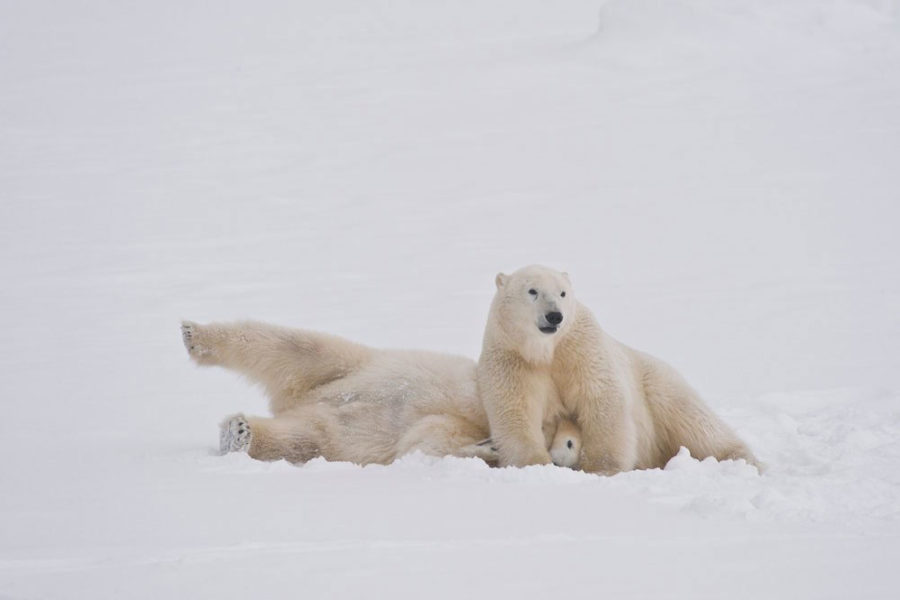 Polar Bear Travel: Polar Bear Great Ice Tour | Entree Destinations