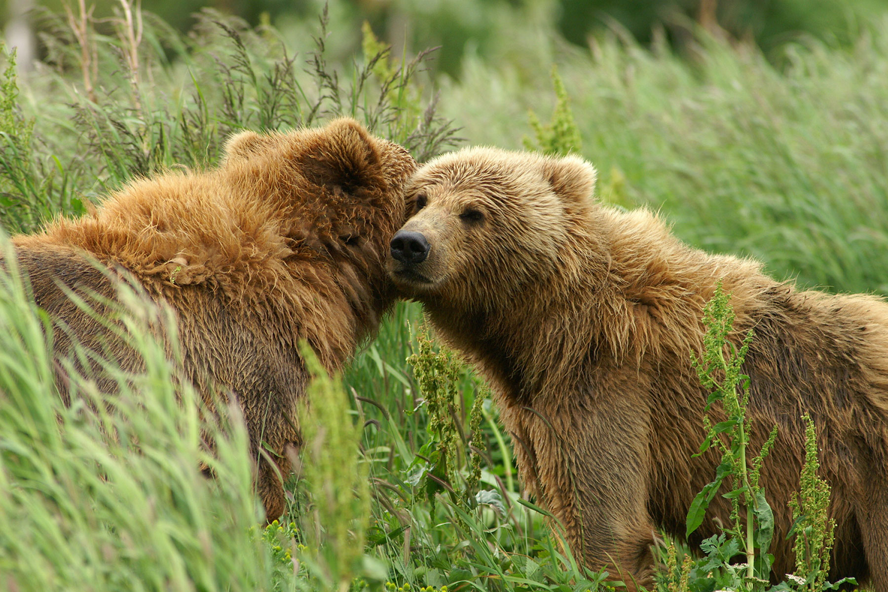 Kodiak Brown Bear Adventure | Entrée Destinations