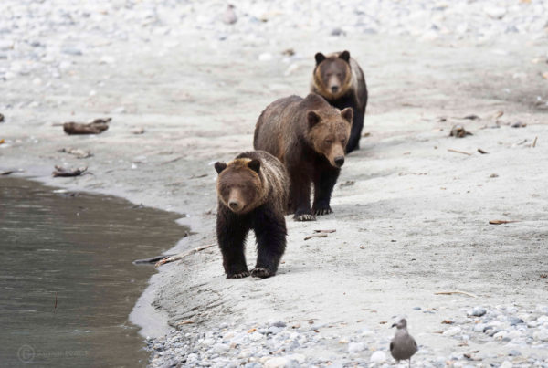Sonora-Resort-Bear-3-1