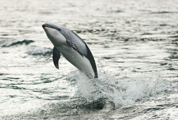 Sonora-Resort-Wildlife-1