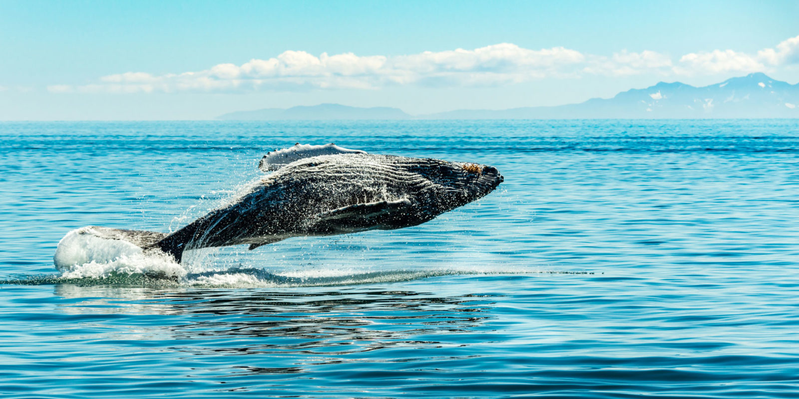 Humpback Whale Breaching