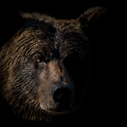 Close up of a grizzly bear face. Tweedsmuir Park Lodge