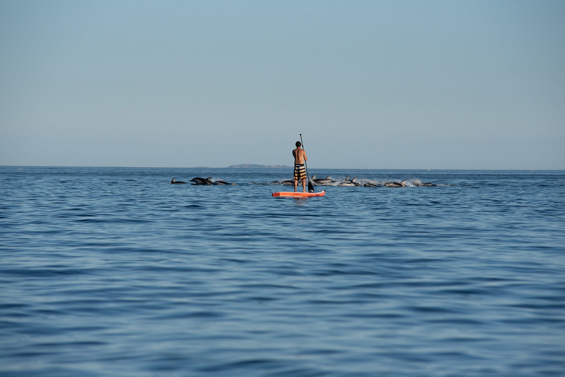 Ascente Yacht Charters SUP with dolphins